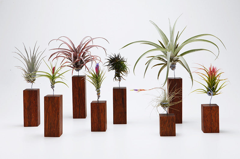 AirplantVessel (wood)