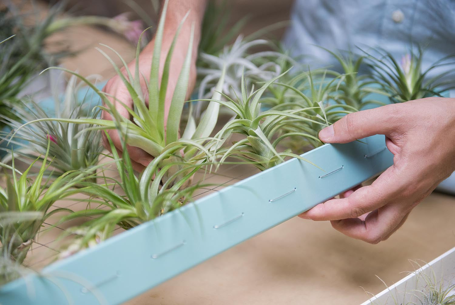 airplantman air plant frame AirplantFrame (large) – Airplantman Webshop