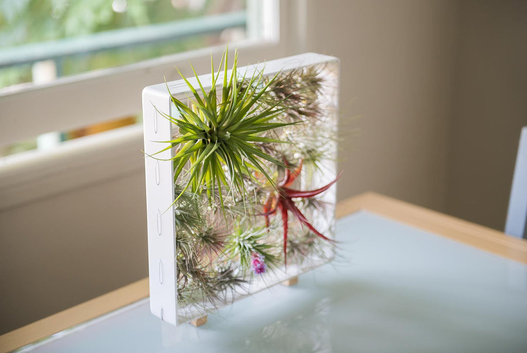 AirplantFrame (square)