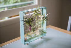 AirplantFrame (square)