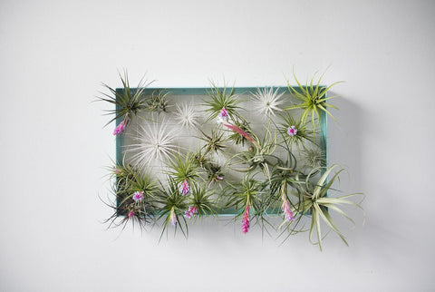 AirplantFrame (rectangle)