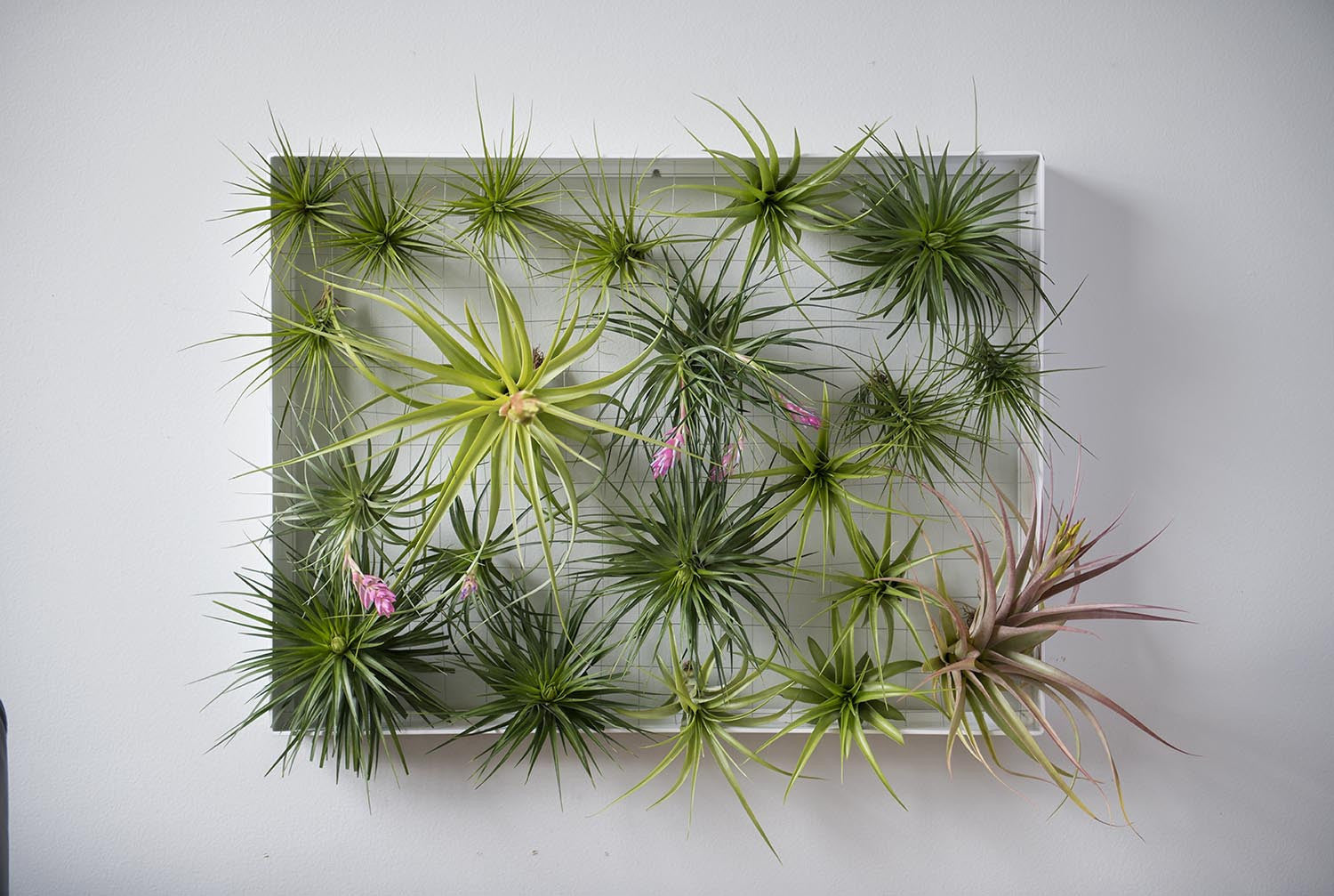 airplantman air plant frame AirplantFrame (large) – Airplantman Webshop