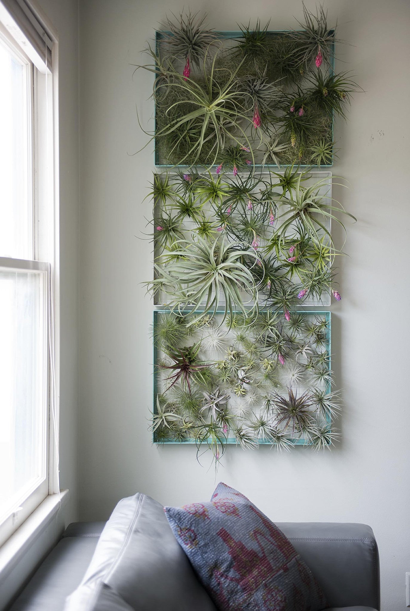 airplantman air plant frame AirplantFrame (large) – Airplantman Webshop