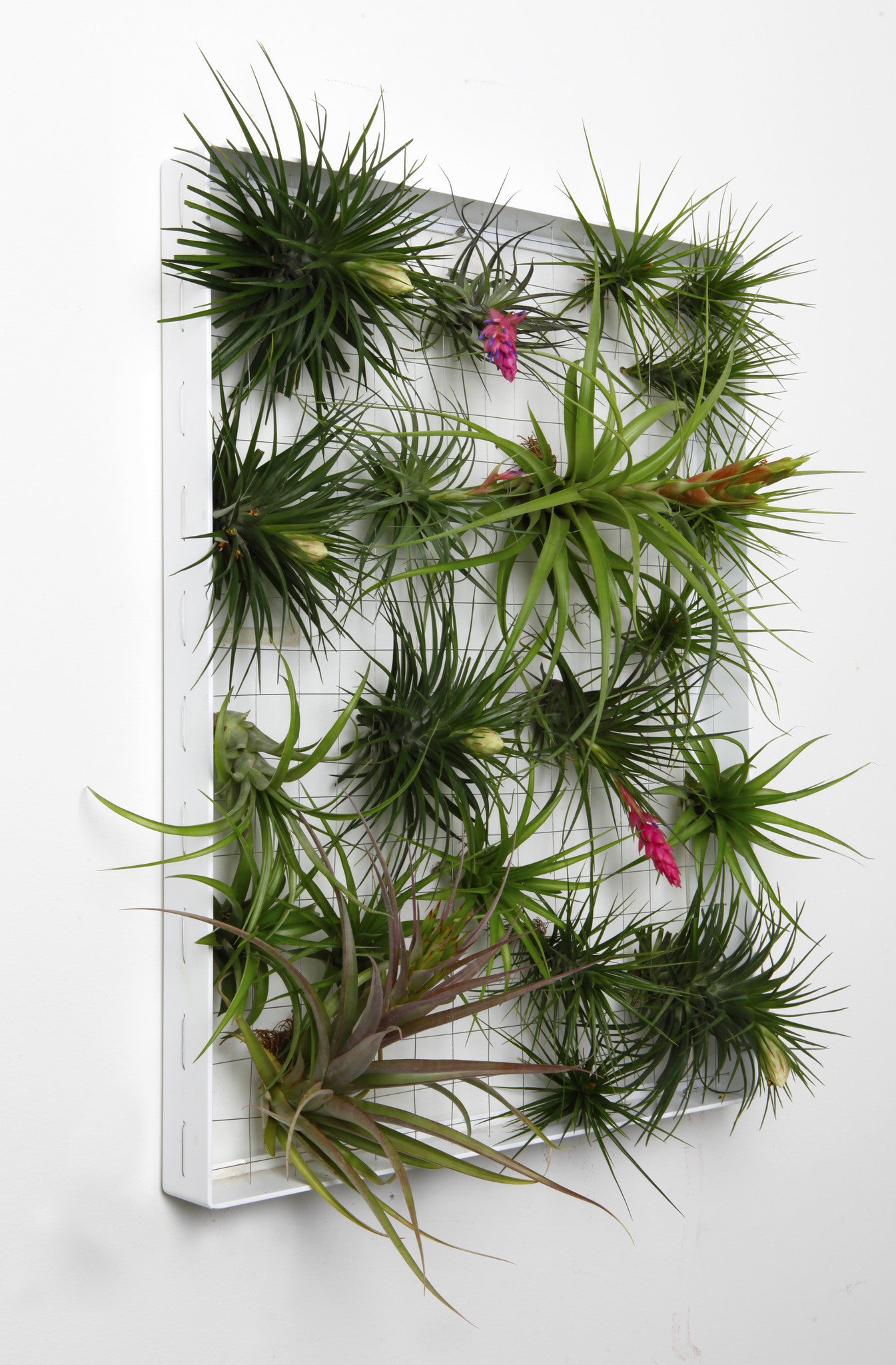 large air plant frame AirplantFrame (large) – Airplantman Webshop