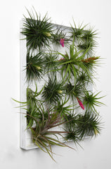 AirplantFrame (large)