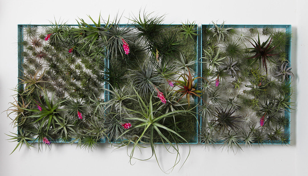 air plant picture frame AirplantFrame (large) – Airplantman Webshop