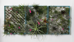 AirplantFrame (large)