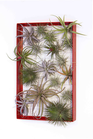 AirplantFrame (rectangle)