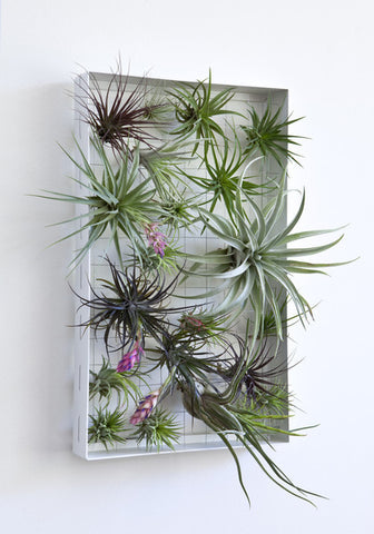 Airplants of the month club