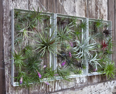 AirplantFrame (rectangle)