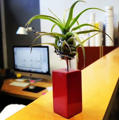 AirplantVessel (mini)