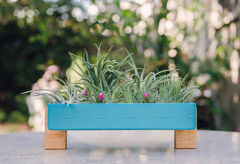 AirplantFrame (square)