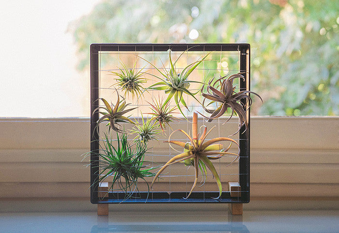 AirplantFrame (square)