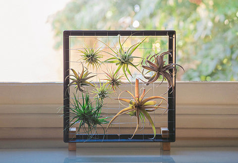AirplantFrame (square)
