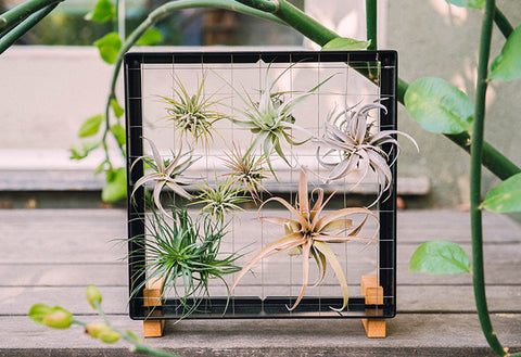 AirplantFrame (square)