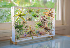 AirplantFrame (rectangle)