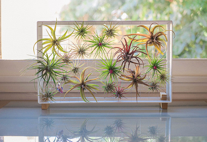 AirplantFrame (rectangle)