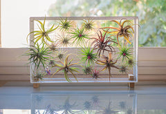 AirplantFrame (rectangle)