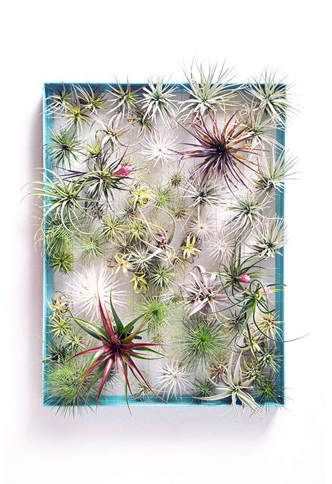 AirplantFrame (large)