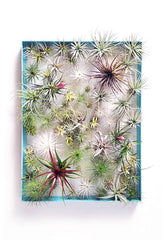 AirplantFrame (large)