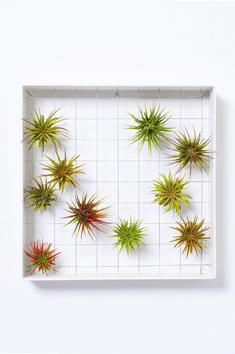 AirplantFrame (square)