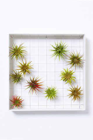 AirplantFrame (square)