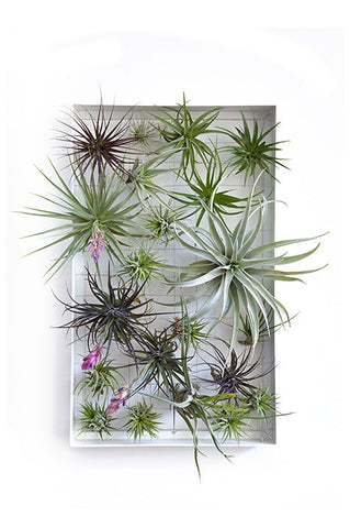 AirplantFrame (rectangle)