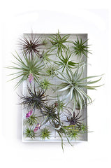 AirplantFrame (rectangle)