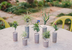 AirplantVessel (glazed ceramic)