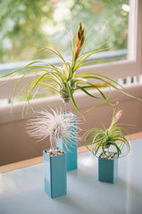 AirplantVessel (steel)