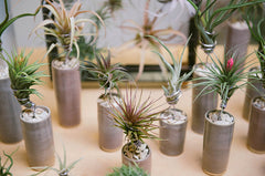 AirplantVessel (glazed ceramic)