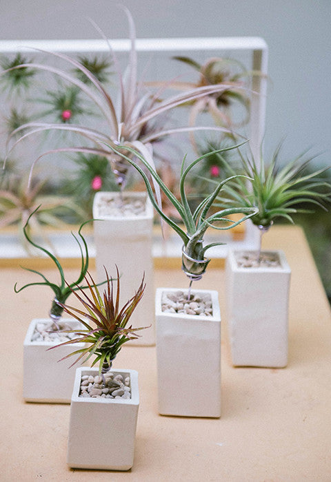 AirplantVessel (ceramic)