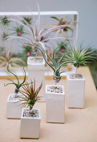 AirplantVessel (ceramic)