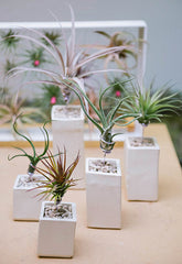 AirplantVessel (ceramic)