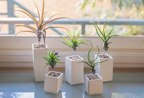 AirplantVessel (ceramic)