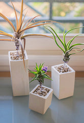 AirplantVessel (ceramic)
