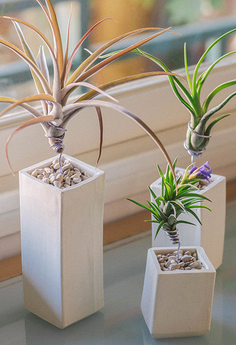 AirplantVessel (ceramic)