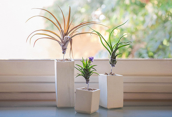 AirplantVessel (ceramic)