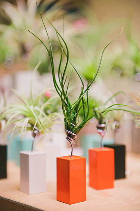 AirplantVessel (mini)