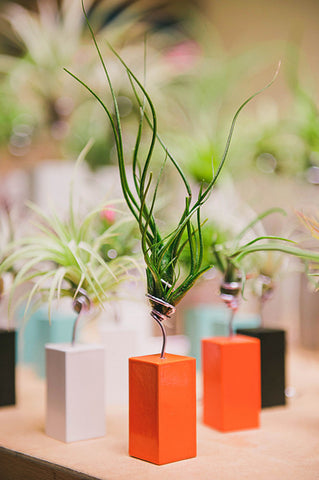 AirplantVessel (mini)