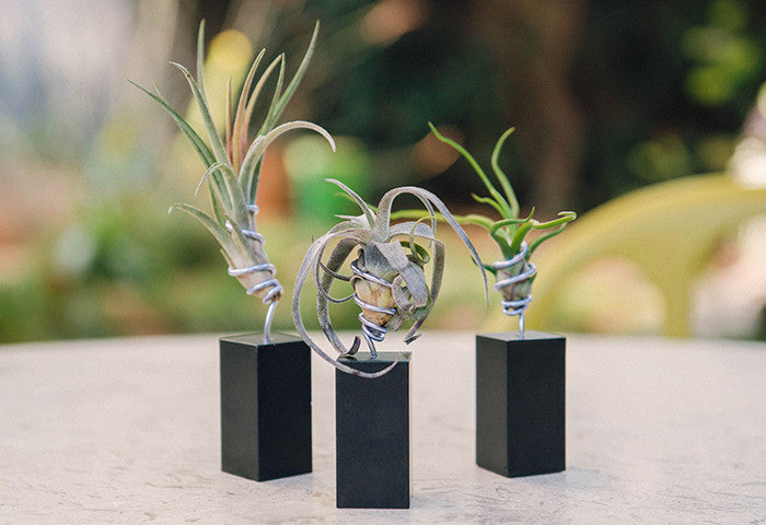 AirplantVessel (mini)
