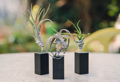 AirplantVessel (mini)