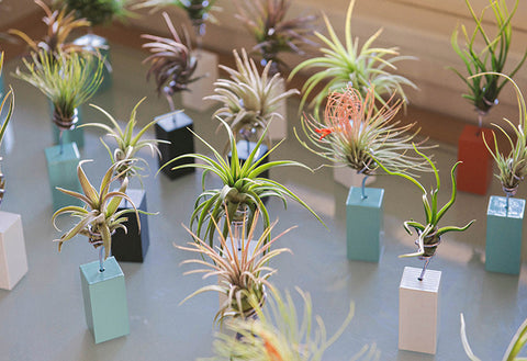 AirplantVessel (mini)