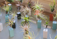 AirplantVessel (mini)