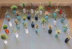 AirplantVessel (mini)