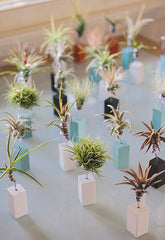 AirplantVessel (mini)