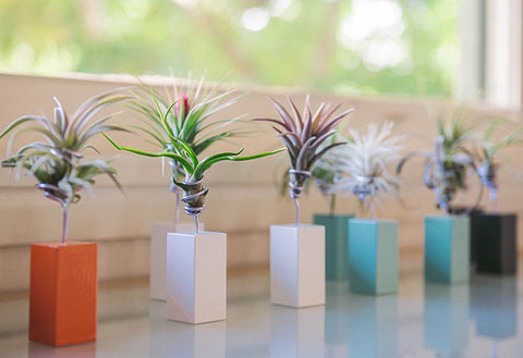 AirplantVessel (mini)