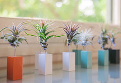 AirplantVessel (mini)