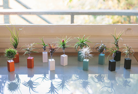AirplantVessel (mini)