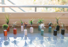 AirplantVessel (mini)